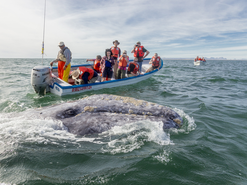 People in boat watching a whale in the ocean.
