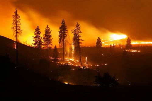 A forest engulfed in flames during a wildfire at night