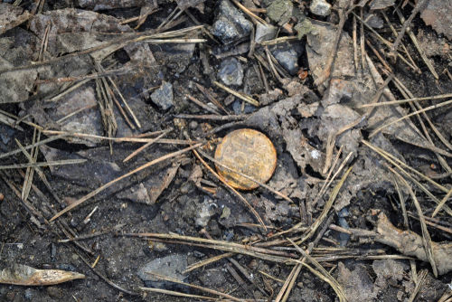 shutterstock_1081286561.jpg A lost coin surrounded by dry leaves and twigs
