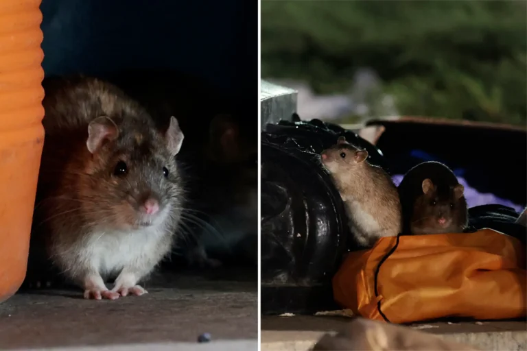 City LACES Rat Food With Birth Control