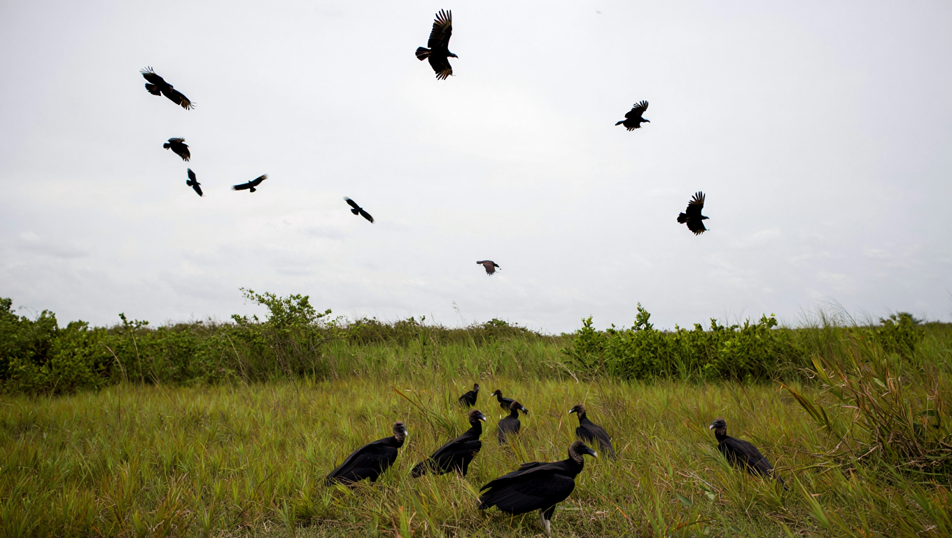 Vultures FEED On Suitcases Police OPEN What's Inside