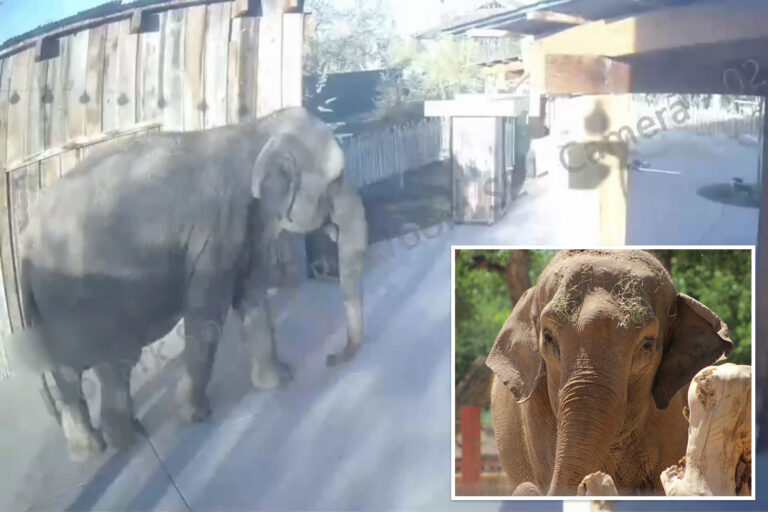 Elephant WANDERS Zoo Grounds While Staff Miss It