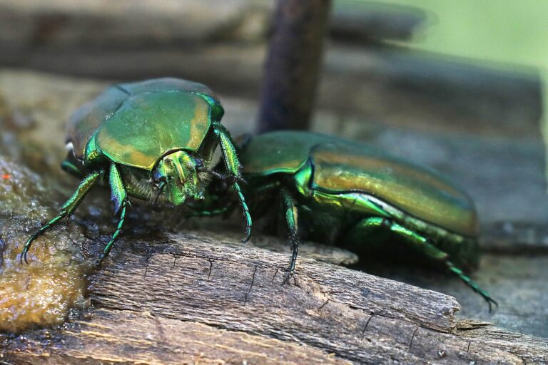 PRETTY GREEN BEETLE Sends Mom Into Terrifying BREATHING CRISIS