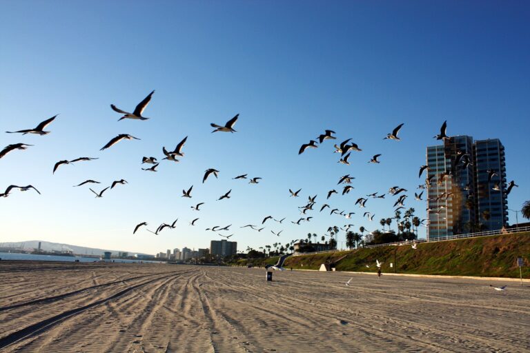 California Beaches Overrun With DEAD SEABIRDS Amid ONGOING MYSTERY