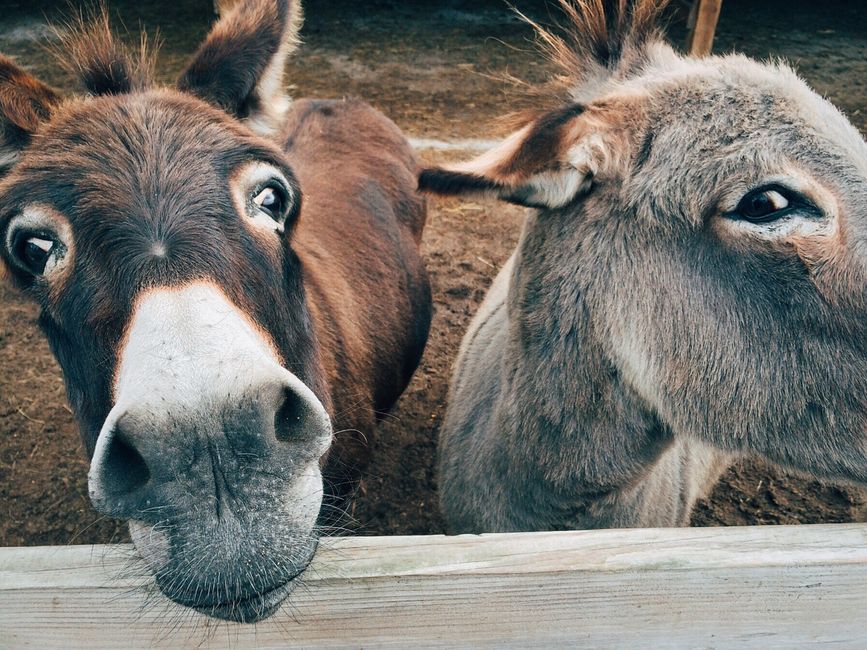 Featured image related to Officer reveals why he shot, killed family’s miniature donkey ‘HeeHaw’