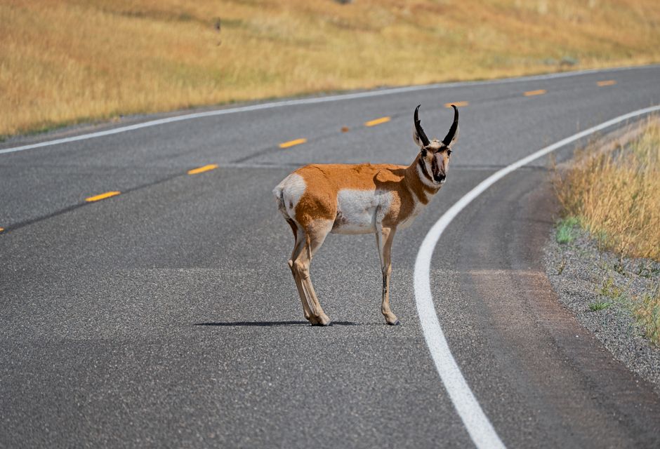 Featured image related to Texas deputy screams and runs after 'dead' deer springs to feet in viral encounter