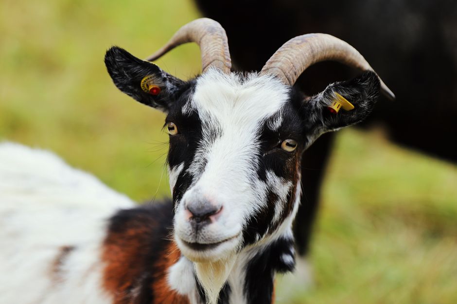 Featured image related to Snohomish County deputies battle ‘really strong’ escaped goat