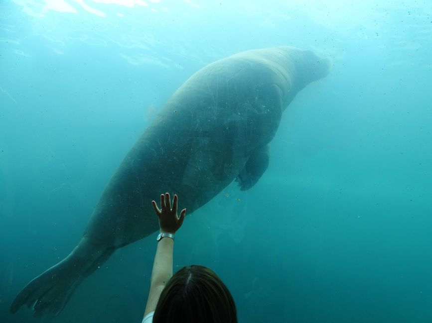 Featured image related to Florida manatee rescued after severe crab trap entanglement