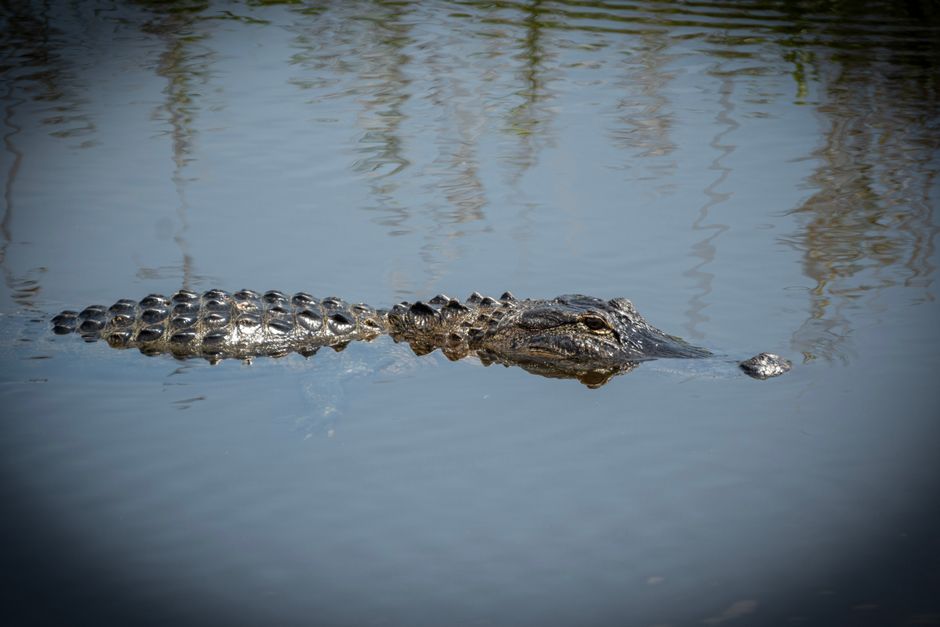 Featured image related to Alligator on a leash found at Georgia school