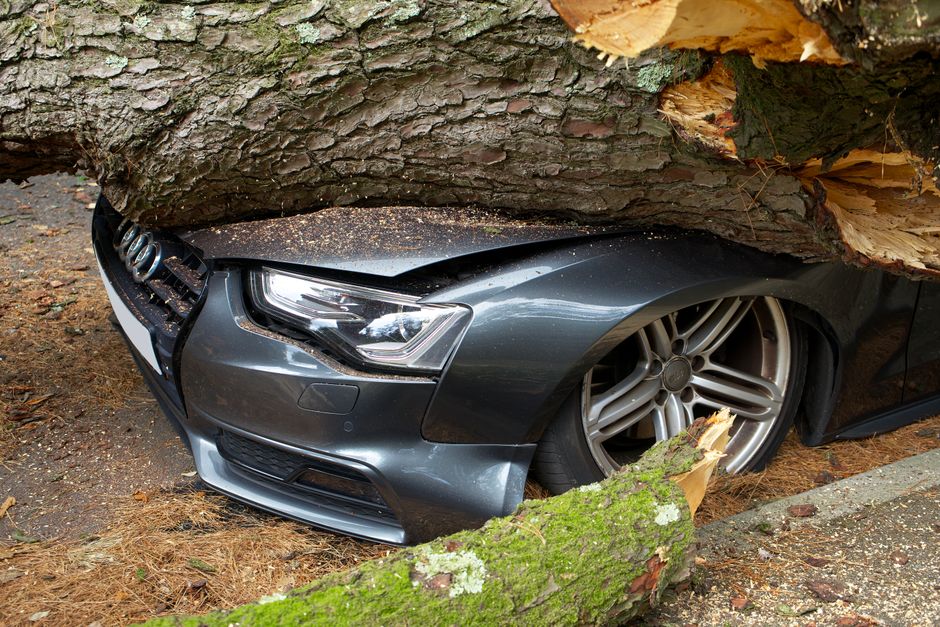 Featured image related to Tree falls on car near Lilburn; driver walks away unhurt