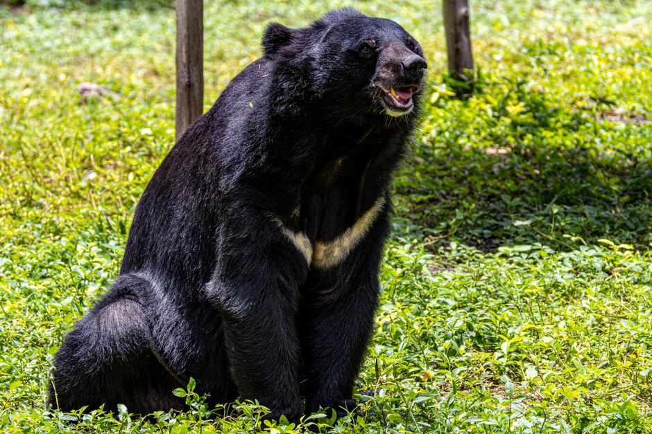 Featured image related to Residents find large black bear inside Orlando apartment complex