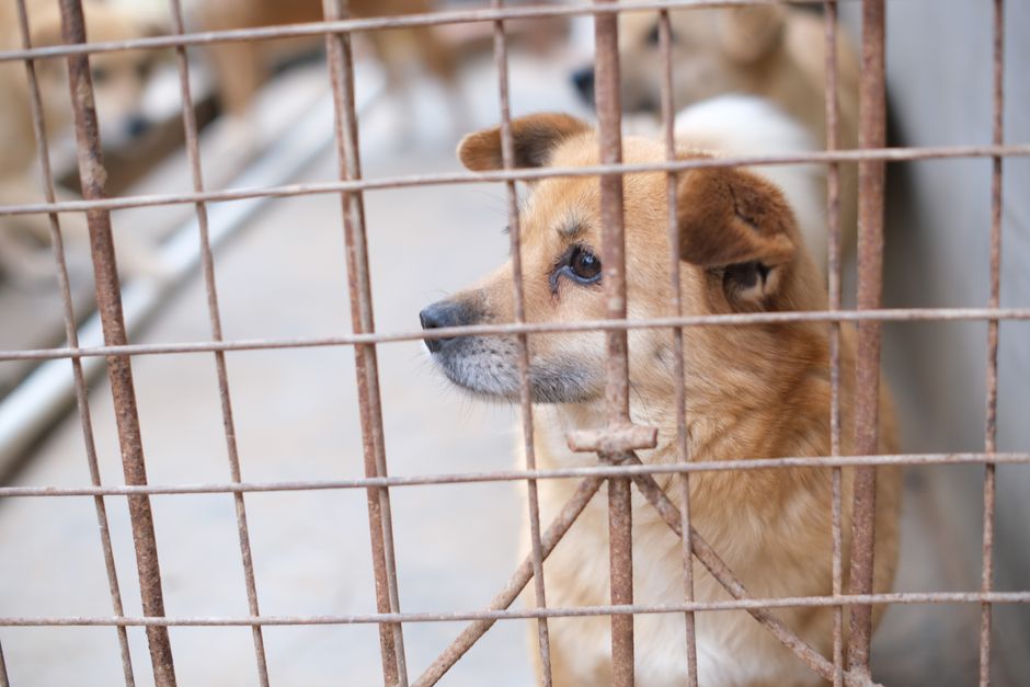Featured image related to 15 dogs, 2 cats seized from unlicensed rescue in Puyallup; animal creulty investigation underw