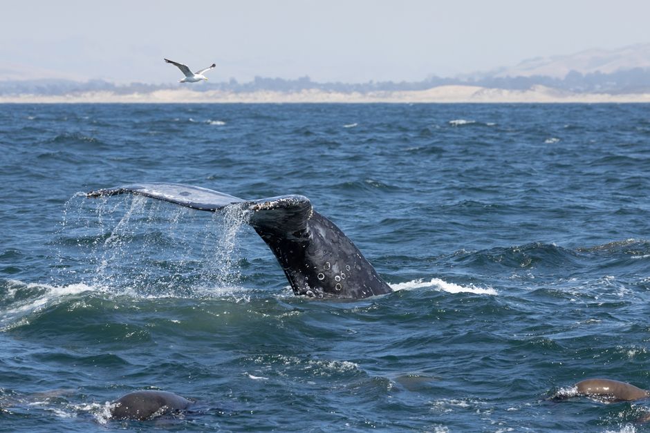Featured image related to Whale sinks yacht in South Pacific, sailors rescued alive 18 hours later